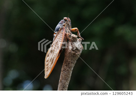 Abra cicada perched on a branch 129605243