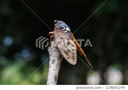 Abra cicada perched on a branch 129605244