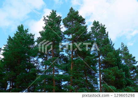 Green pine trees stand majestically against a clear blue sky filled with clouds 129605298