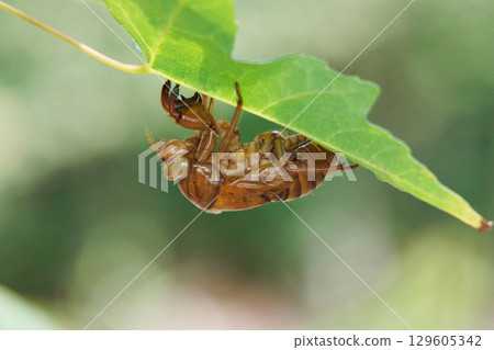 蛻下的蟬殼 129605342