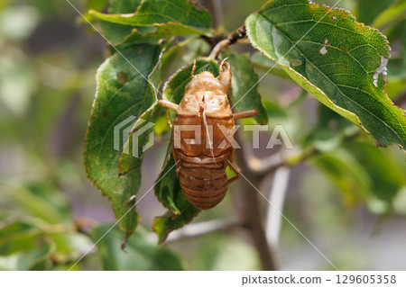 molted cicada shell 129605358