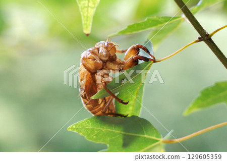 molted cicada shell molted cicada shell 129605359