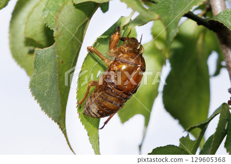 molted cicada shell molted cicada shell 129605368