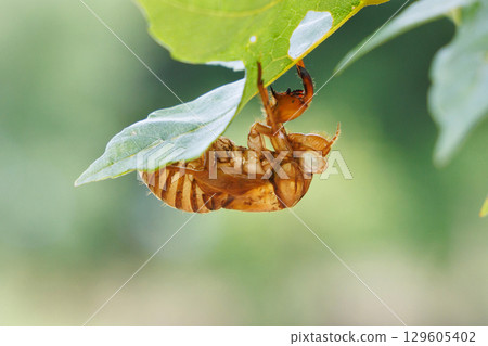 蛻下的蟬殼 蛻下的蟬殼 129605402