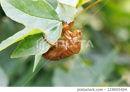 molted cicada shell molted cicada shell 129605404