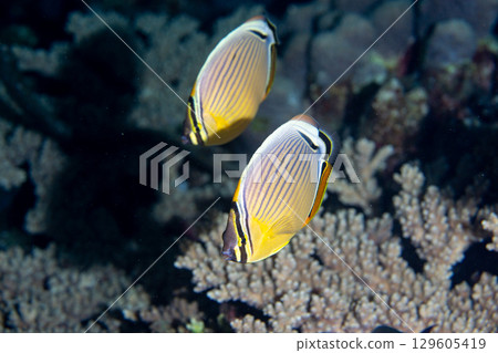 Striped Butterflyfish, Ogasawara, Tokyo Striped Butterflyfish, Ogasawara, Tokyo 129605419