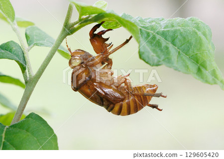 molted cicada shell 129605420
