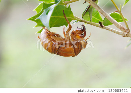 molted cicada shell molted cicada shell 129605421