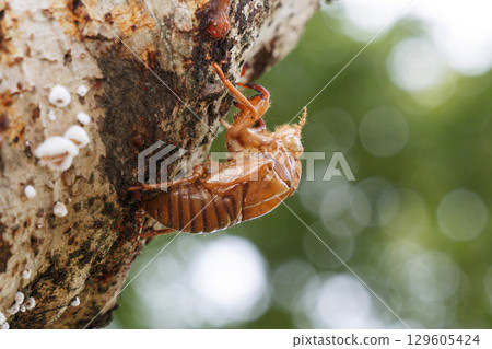 molted cicada shell molted cicada shell 129605424