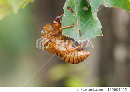 molted cicada shell molted cicada shell 129605425