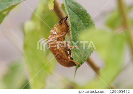 蛻下的蟬殼 129605432