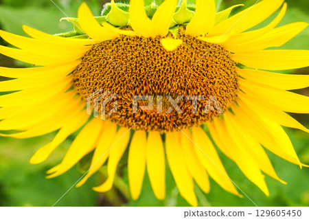 向日葵向日葵 129605450