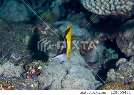 黃斑神仙魚小笠原 黃斑神仙魚小笠原 129605451