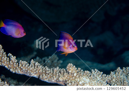 Yellow-spotted angelfish, Ogasawara 129605452