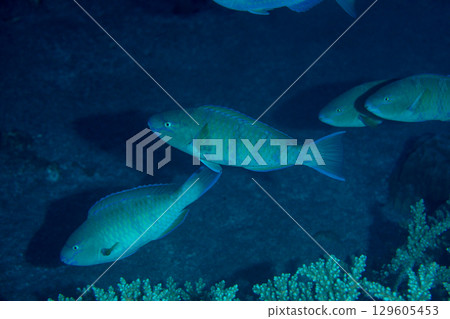 Obibudai (Striped Parrotfish) Ogasawara 129605453