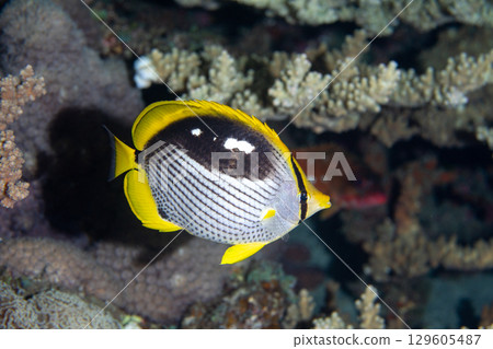 Akebono Butterflyfish, Ogasawara 129605487