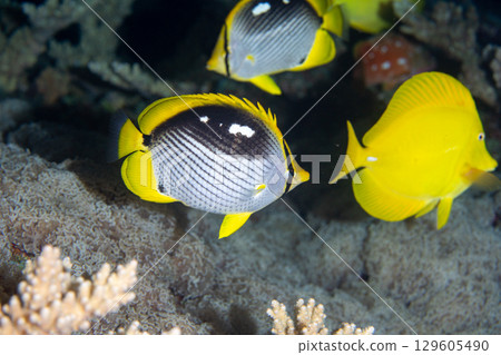 曙蝴蝶魚，小笠原 129605490