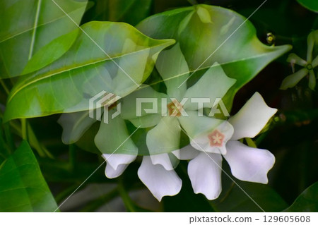 Okinawa oleander with interesting blur 129605608
