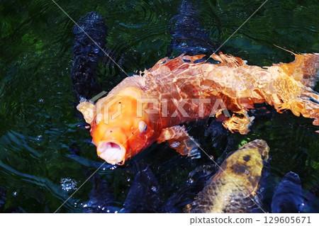 Pond with carp 129605671