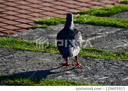Pigeons walking along the garden path in the morning Pigeons walking along the garden path in the morning 129605913