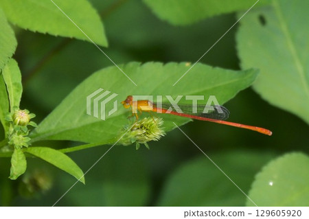 Ryukyu Red Damselfly 129605920