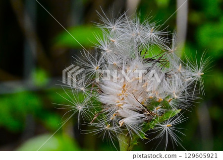 The time for the fluff to depart The time for the fluff to depart 129605921