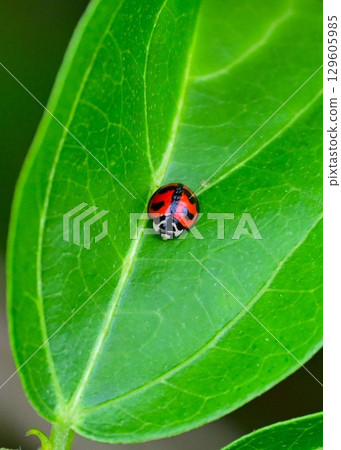 Ladybug Ladybug 129605985