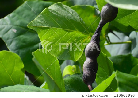 Deigo beans Deigo beans 129605986