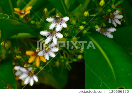 草藤花的顏色會逐漸改變。 129606120
