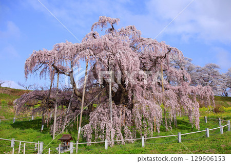 Miharu-cho Takizakura 129606153