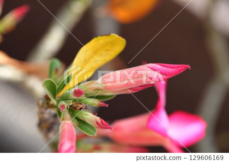Desert rose flower buds Desert rose flower buds 129606169