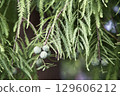It seems to bear fruit in winter 129606212