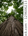 Big tree  129606213