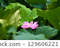 lotus flower peeking out from between the leaves 129606221