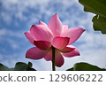 lotus flower in the blue sky 129606222