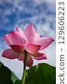 lotus flower in the blue sky 129606223