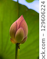 lotus buds and petals 129606224