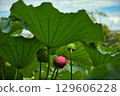 Landscape with lotus flowers 129606228