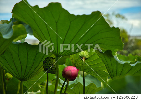 Landscape with lotus flowers 129606228