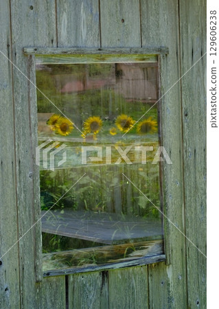 Summer image of sunflowers reflected in a shed window 129606238