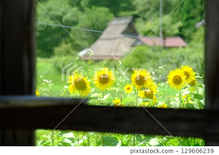 Summer image of sunflowers reflected in a shed window 129606239
