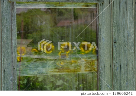 Summer image of sunflowers reflected in a shed window Summer image of sunflowers reflected in a shed window 129606241