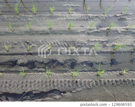 Rice fields in the Otokuni area of Kyoto immediately after rice planting Rice fields in the Otokuni area of Kyoto immediately after rice planting 129606593