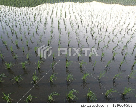 京都乙國地區的稻田，剛插秧 129606595