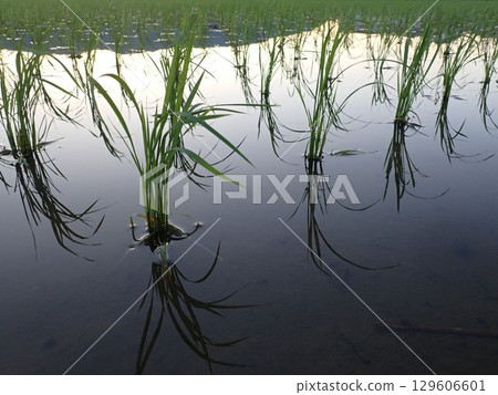 Rice fields in the Otokuni area of Kyoto immediately after rice planting 129606601