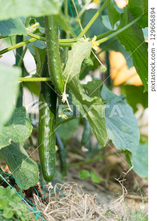 花園裡的黃瓜 花園裡的黃瓜 129606894