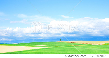 夏日清爽微風中，北海道一棵樹的樸實風景 129607063