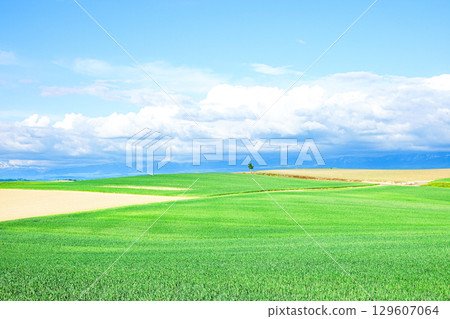 A simple landscape with a single tree in Hokkaido in the refreshing summer breeze 129607064