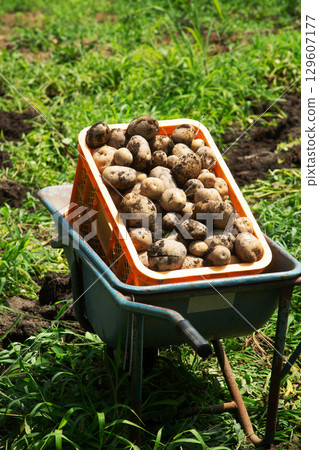以自然耕作方法收穫的土豆 129607177