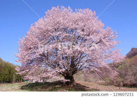 Katashina Village Tennozakura Katashina Village Tennozakura 129607231